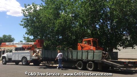 C & D Tree Service has the right equipment for the job!