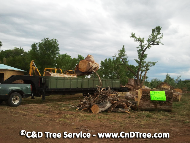 C & D Tree Service - tree removal, stump removal